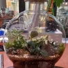 قیمت گل تراریوم شیشه ای